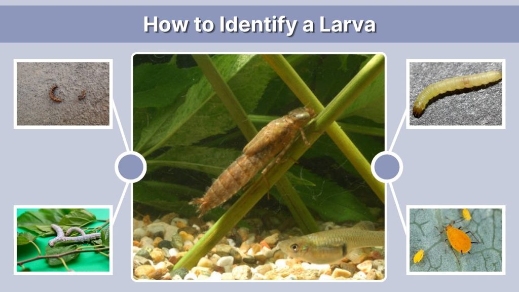 How to Identify a Larva