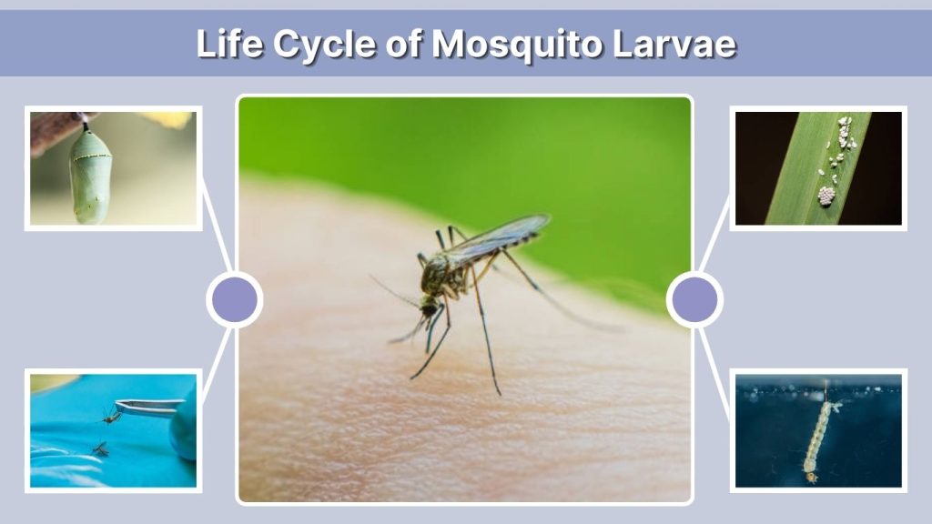 Life Cycle of Mosquito Larvae