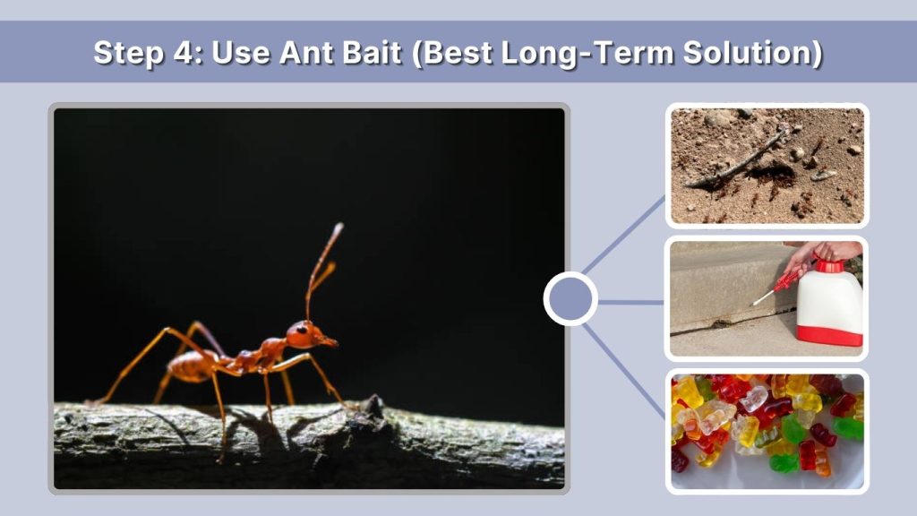 Step 4: Use Ant Bait (Best Long-Term Solution)