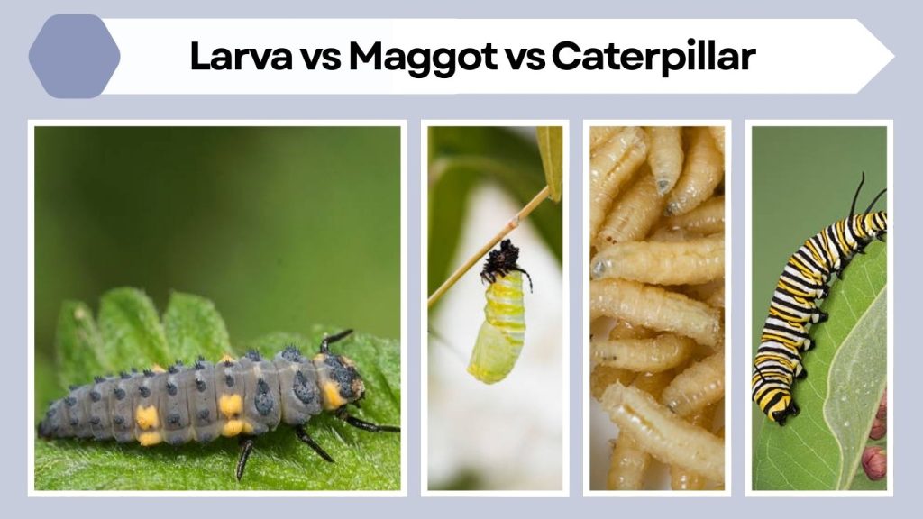 Larva vs Maggot vs Caterpillar