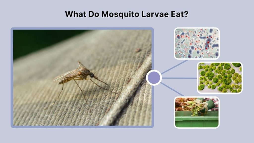 What Do Mosquito Larvae Eat?