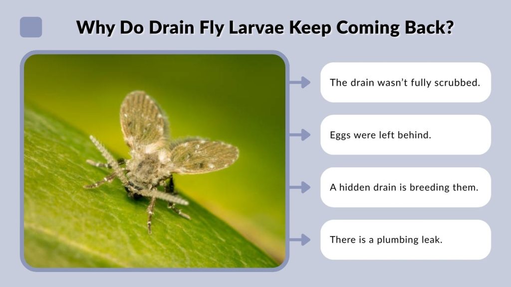 Why Do Drain Fly Larvae Keep Coming Back?