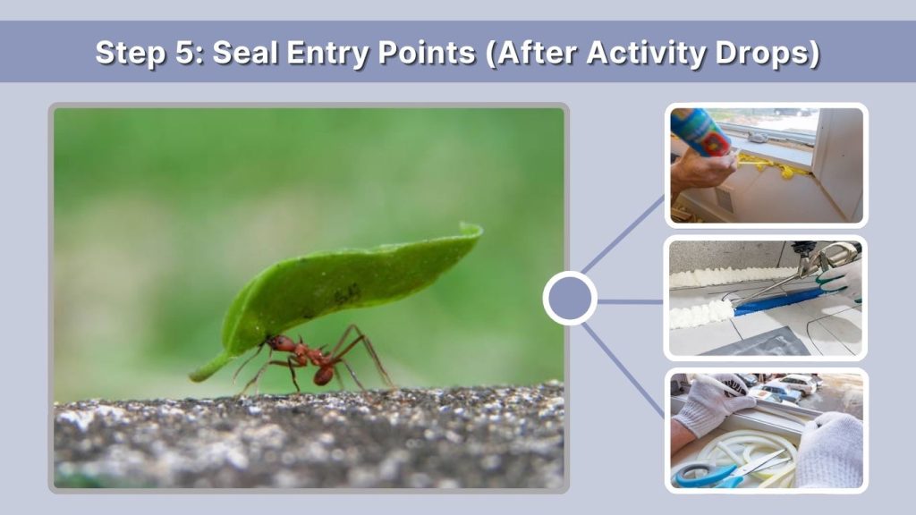 Step 5: Seal Entry Points (After Activity Drops)