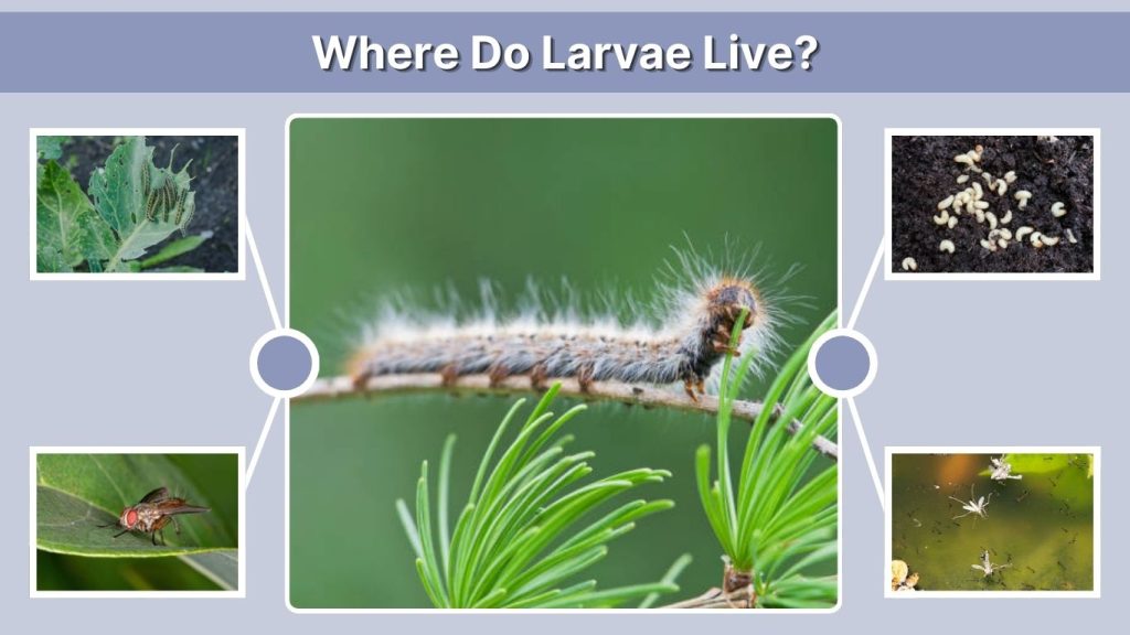 Where Do Larvae Live?