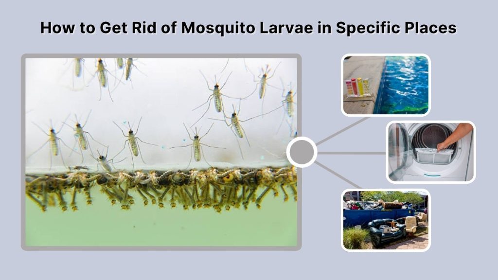 How to Get Rid of Mosquito Larvae in Specific Places
