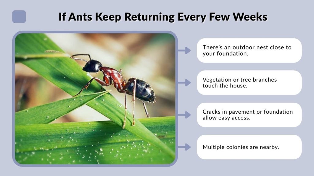 If Ants Keep Returning Every Few Weeks