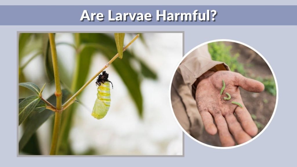 Are Larvae Harmful?