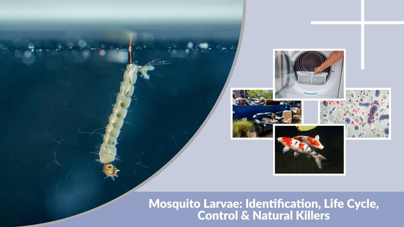 Mosquito Larvae: Identification, Life Cycle, Control & Natural Killers