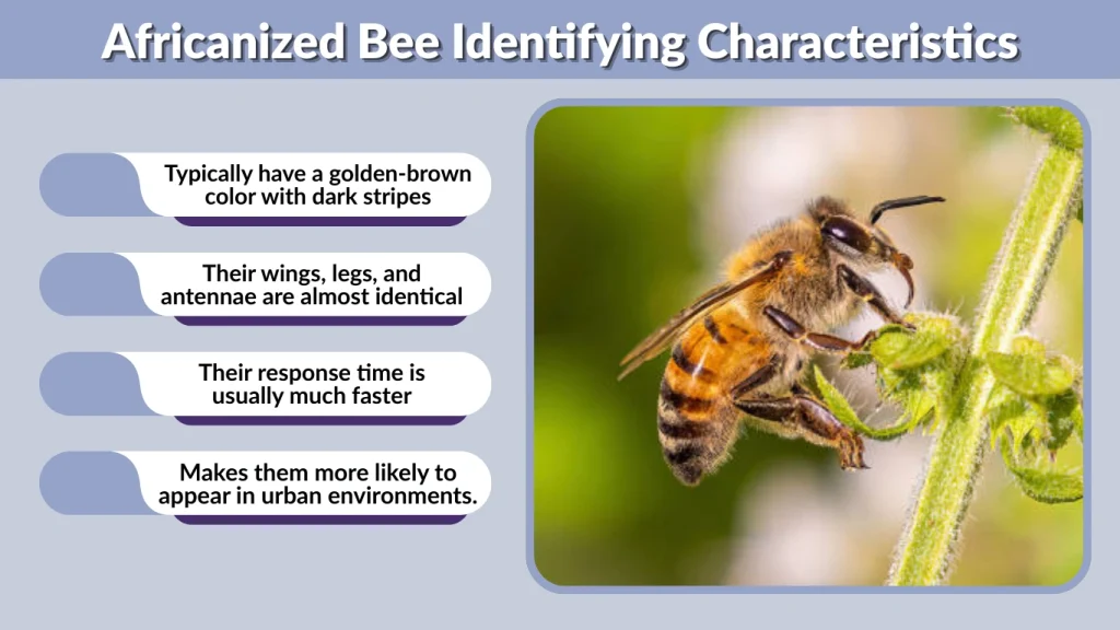 Africanized Bee Identifying Characteristics
