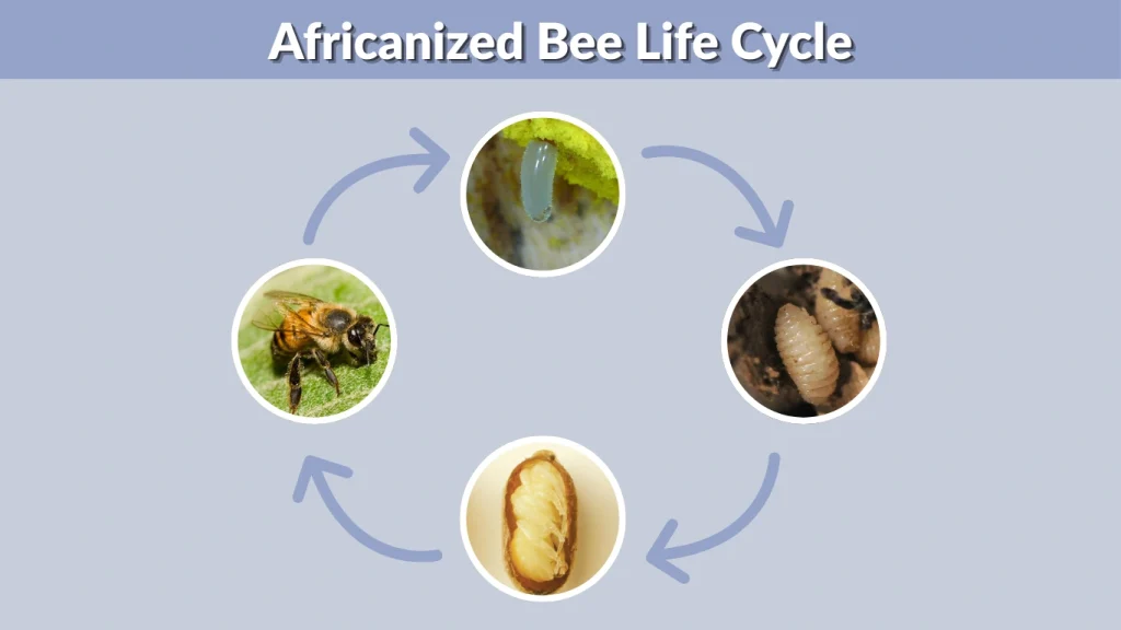 Africanized Bee Life Cycle