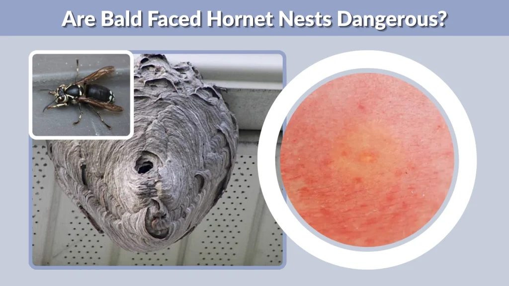 Are Bald Faced Hornet Nests Dangerous