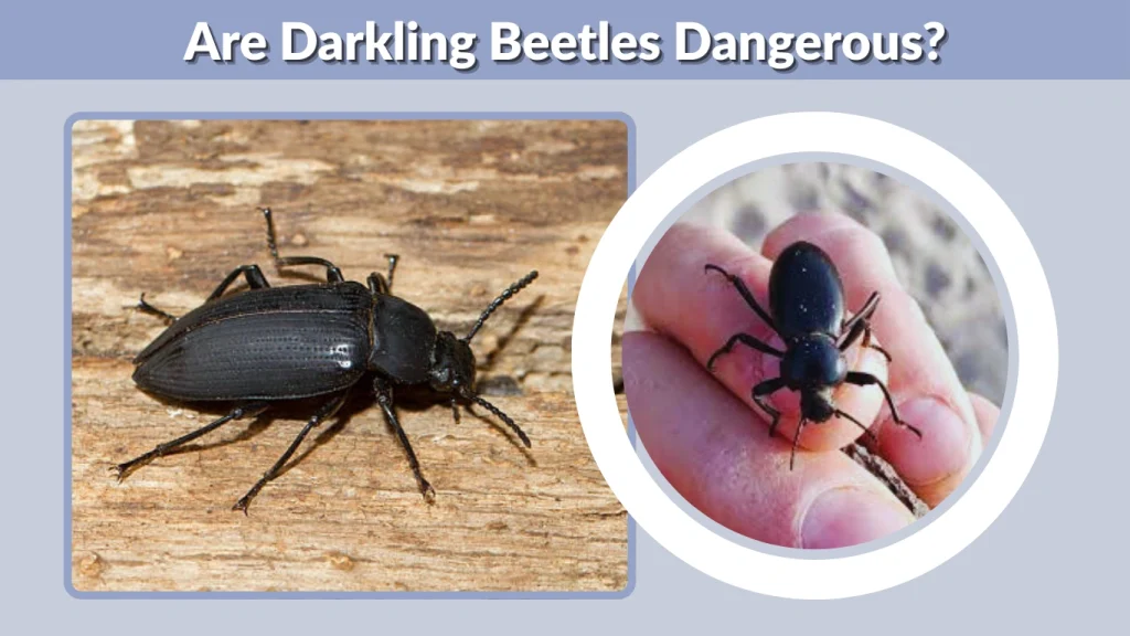 Are Darkling Beetles Dangerous