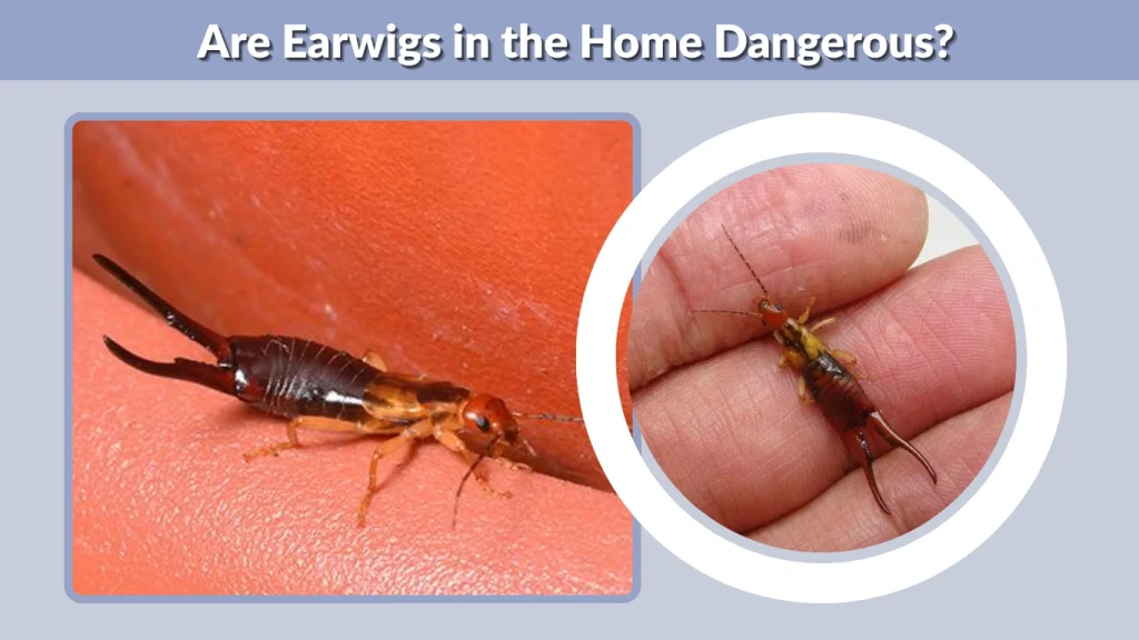 Are Earwigs in the Home Dangerous