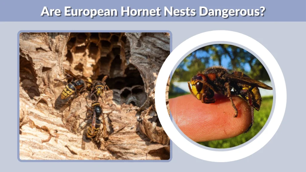 Are European Hornet Nests Dangerous