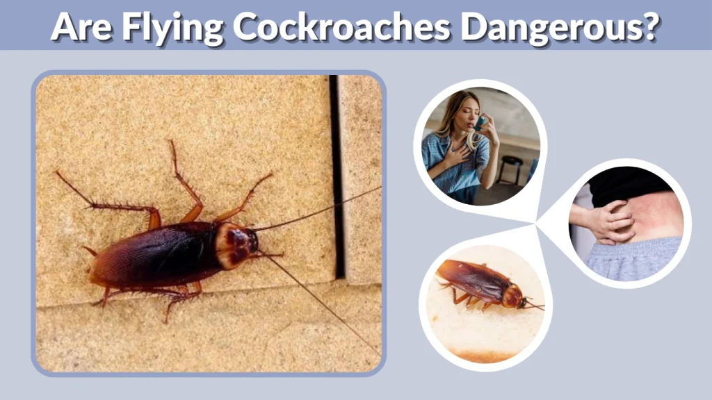 Are Flying Cockroaches Dangerous