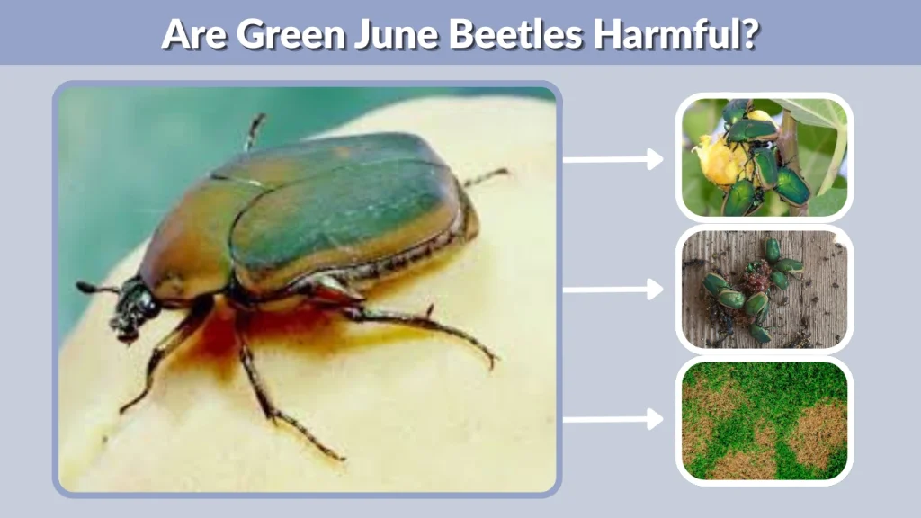 Are Green June Beetles Harmful