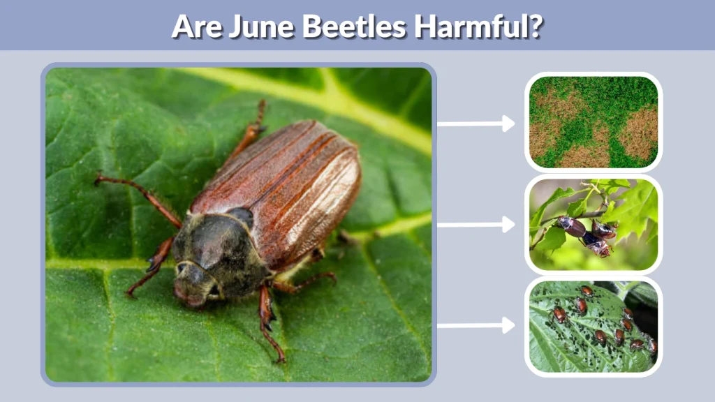Are June Beetles Harmful