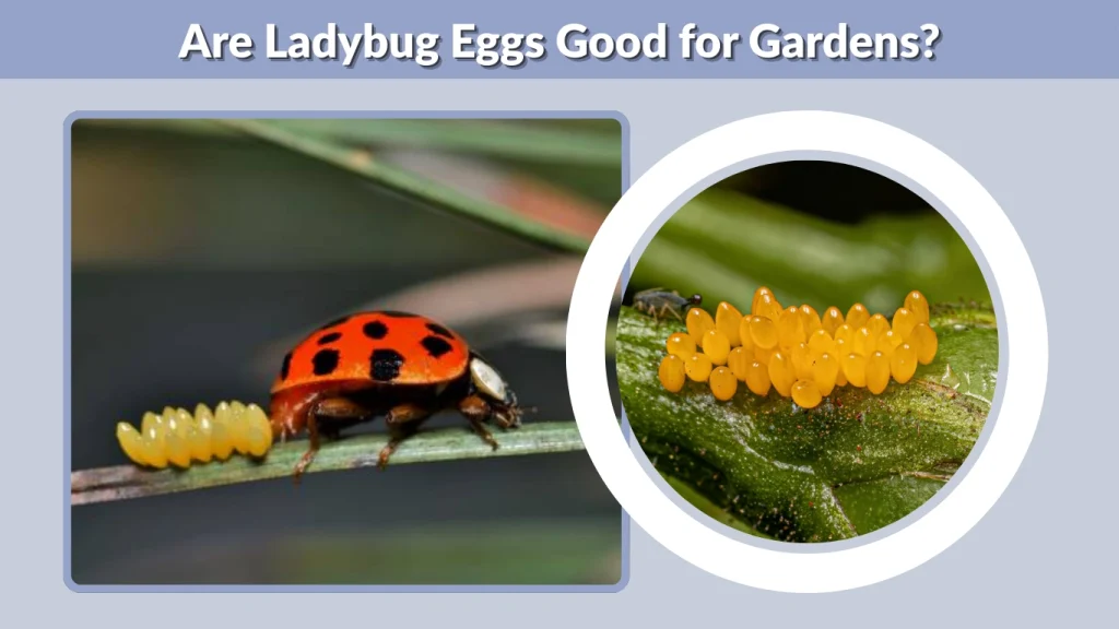 Are Ladybug Eggs Good for Gardens