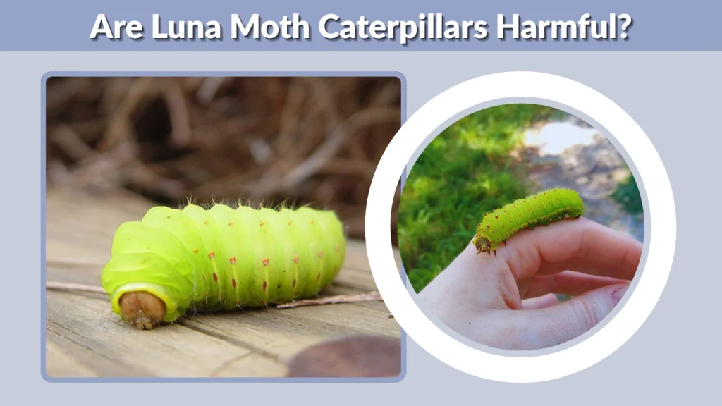 Are Luna Moth Caterpillars Harmful