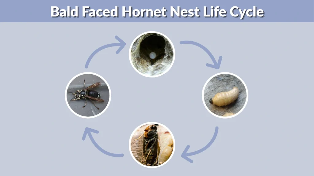 Bald Faced Hornet Nest Life Cycle
