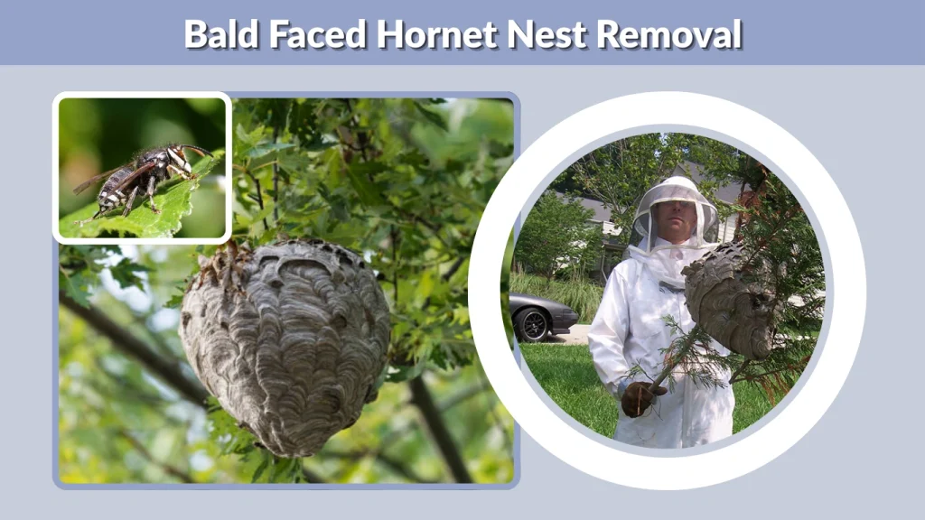 Bald Faced Hornet Nest Removal