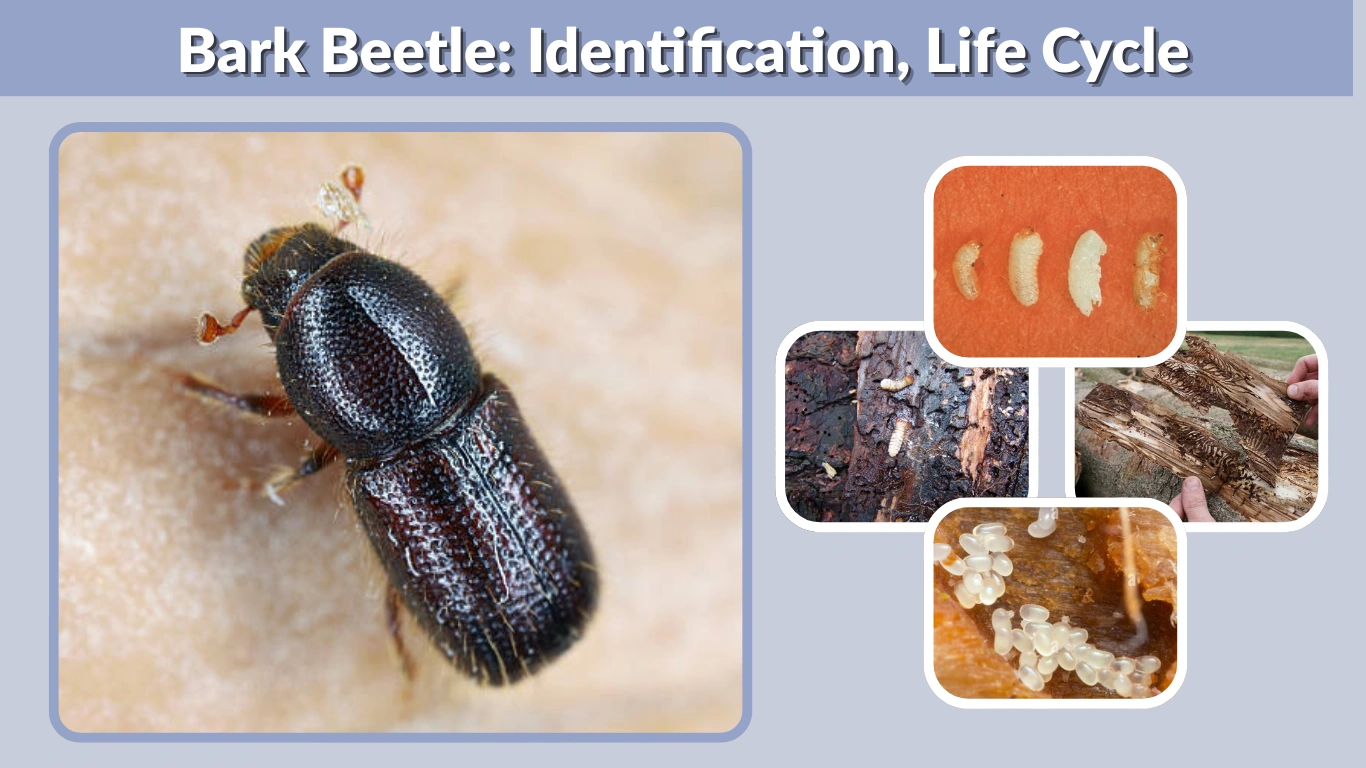 Bark Beetle Identification, Life Cycle, Damage & Treatment Guide