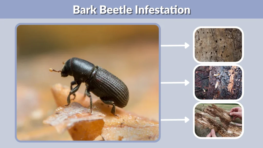 Bark Beetle Infestation