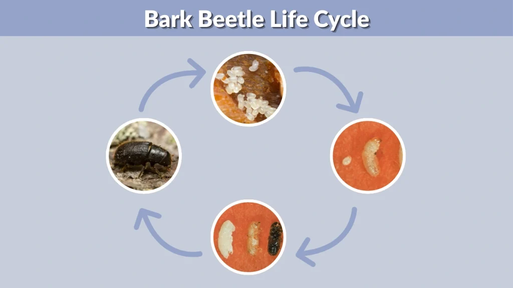 Bark Beetle Life Cycle