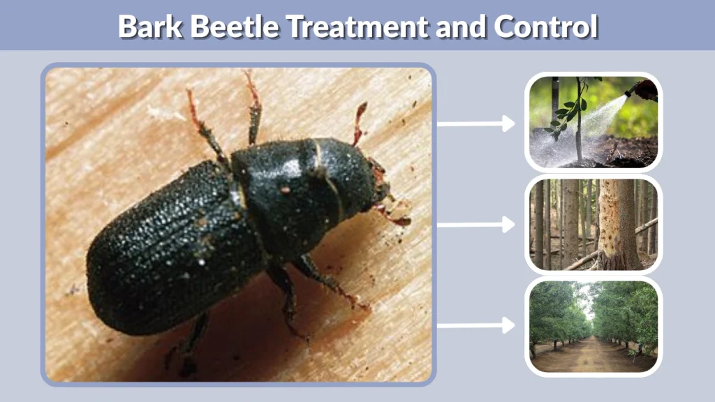 Bark Beetle Treatment and Control