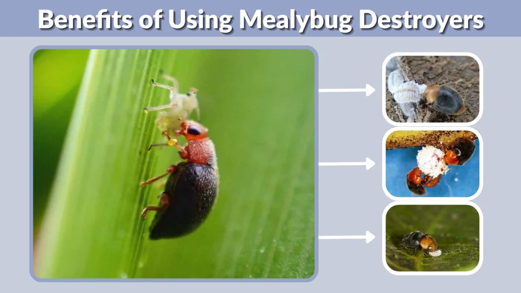 Benefits of Using Mealybug Destroyers