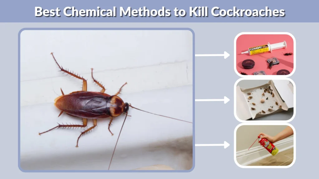 Best Chemical Methods to Kill Cockroaches