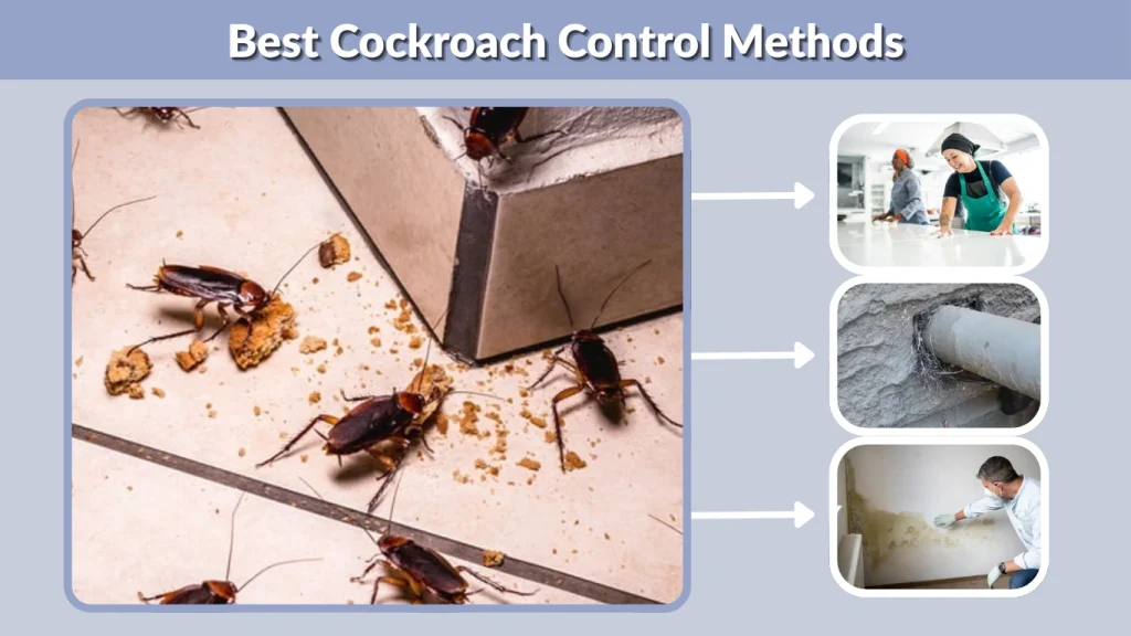 Best Cockroach Control Methods