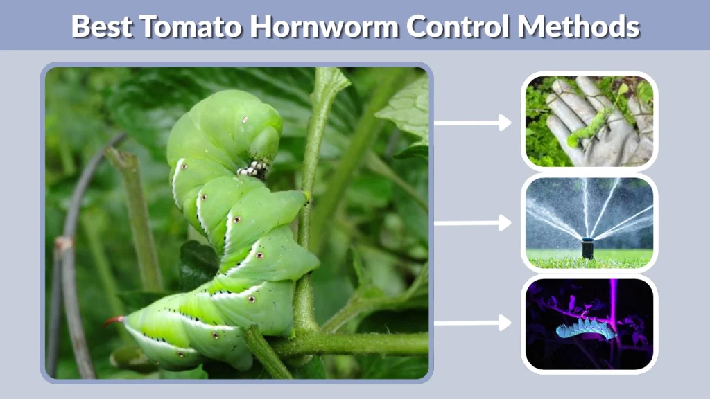 Best Tomato Hornworm Control Methods