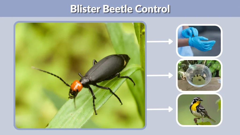 Blister Beetle Control