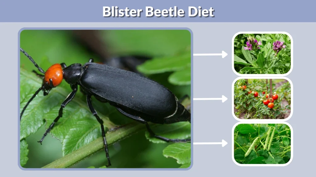 Blister Beetle Diet