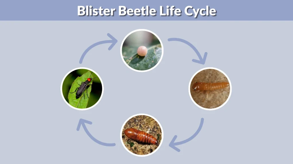 Blister Beetle Life Cycle