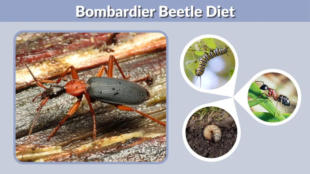 Bombardier Beetle Diet