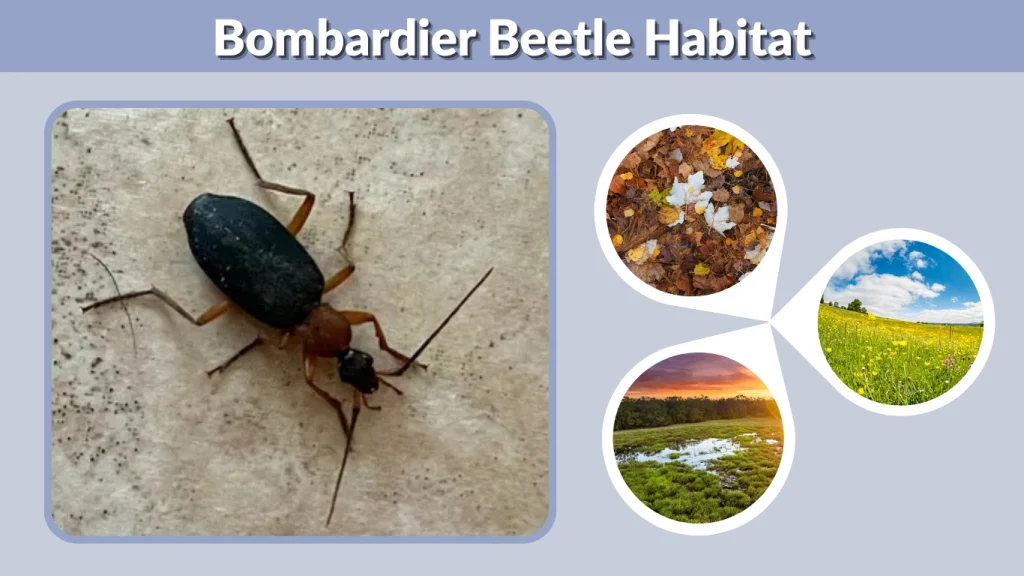 Bombardier Beetle Habitat