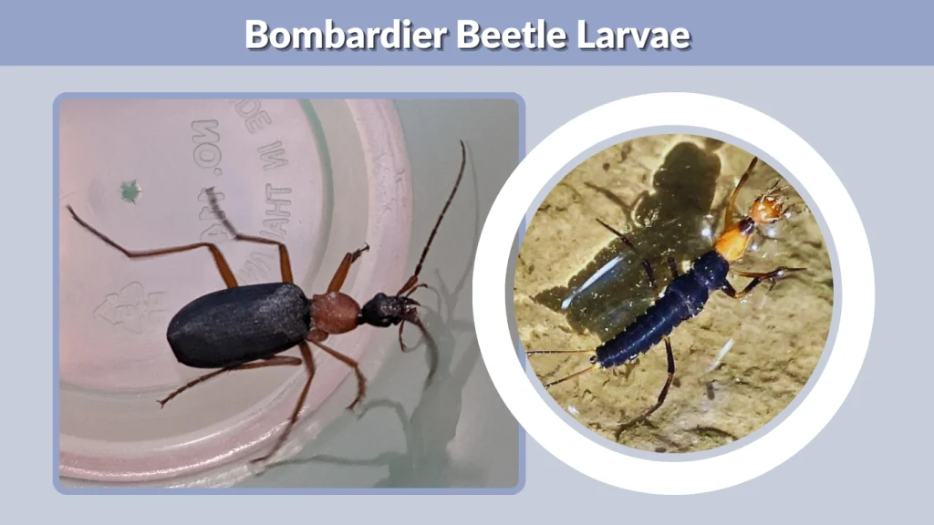 Bombardier Beetle Larvae