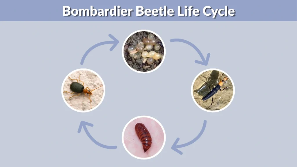 Bombardier Beetle Life Cycle