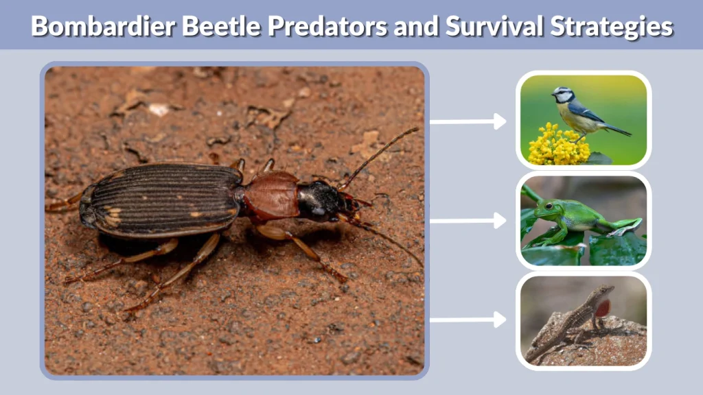 Bombardier Beetle Predators and Survival Strategies