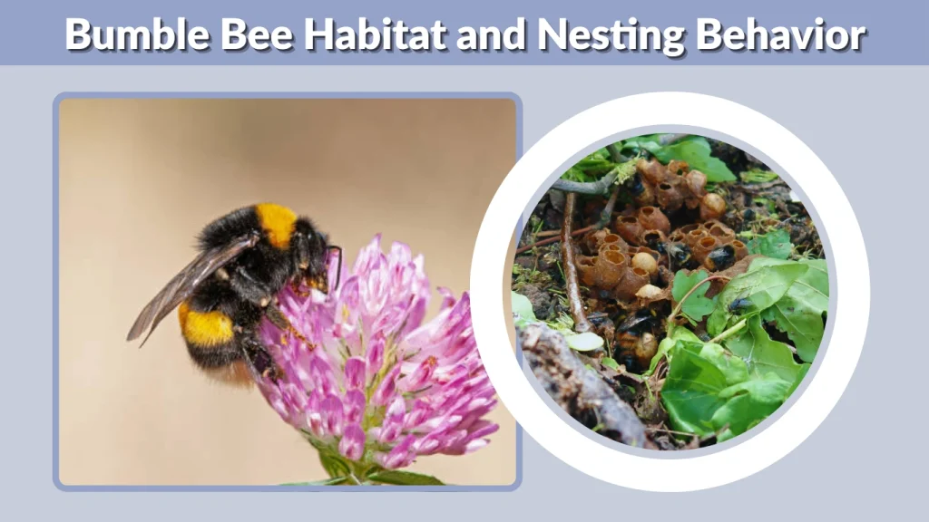 Bumble Bee Habitat and Nesting Behavior