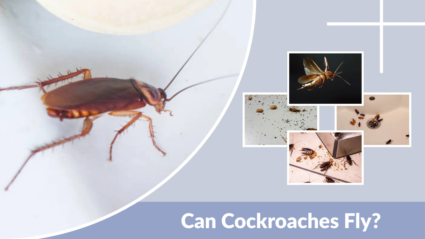 Can Cockroaches Fly Facts About Flying Roaches and Their Behavior