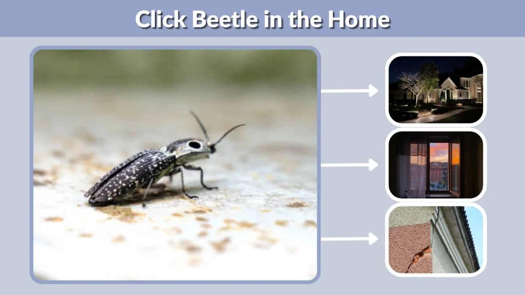 Click Beetle in the Home