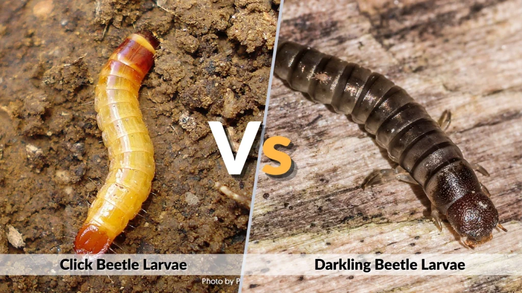 Click Beetle vs Darkling Beetle Larvae