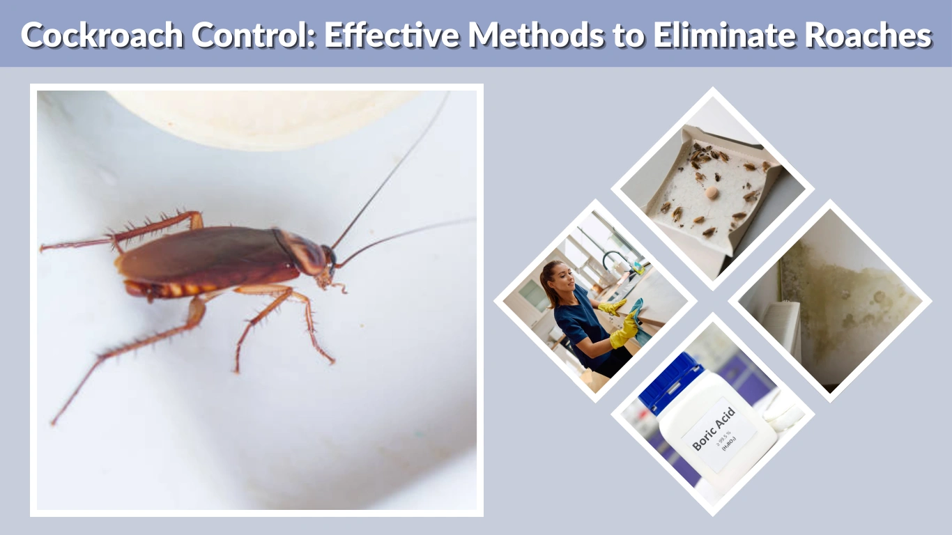 Cockroach Control Effective Methods to Eliminate Roaches from Your Home