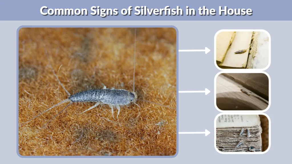 Common Signs of Silverfish in the House