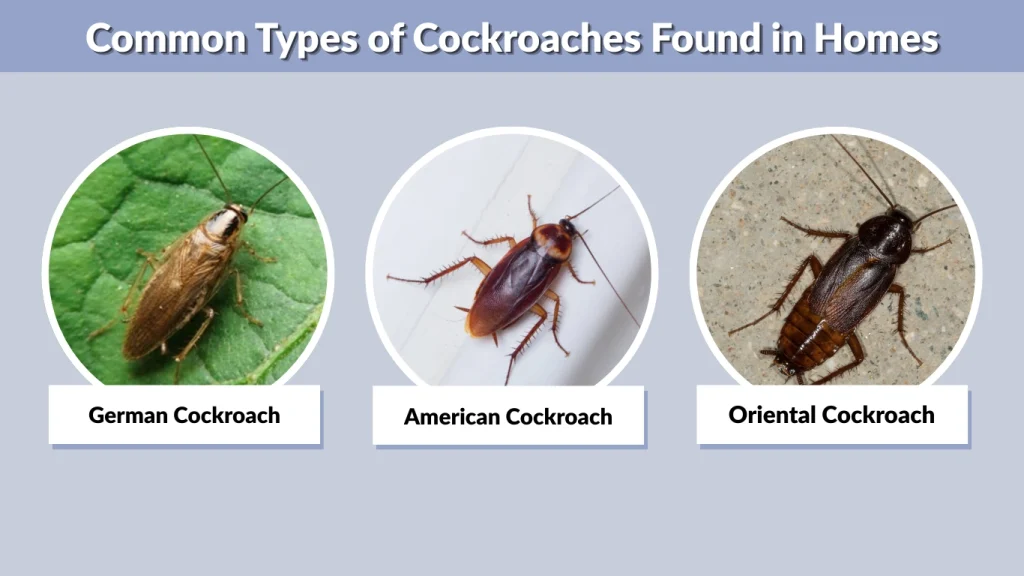 Common Types of Cockroaches Found in Homes