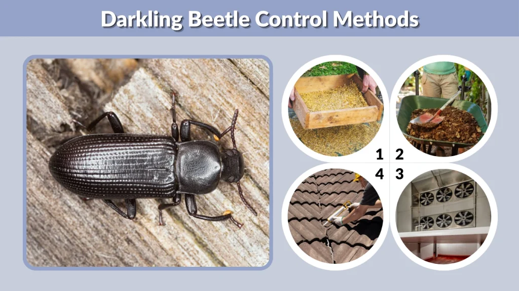 Darkling Beetle Control Methods