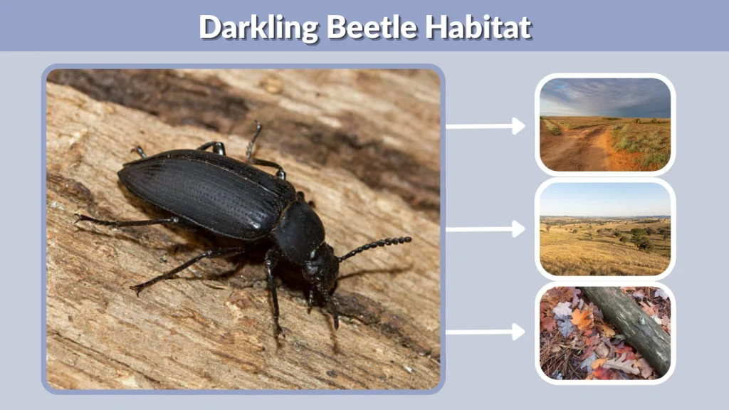 Darkling Beetle Habitat